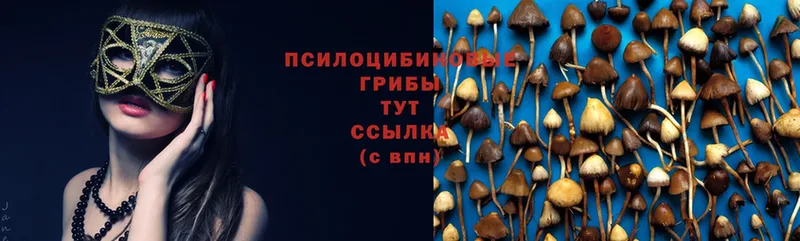 Галлюциногенные грибы Psilocybine cubensis  сколько стоит  Прокопьевск 